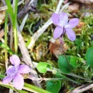 20120512 Balsamea Wildflowers - Violets 1