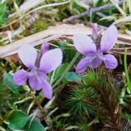 20120512 Balsamea Wildflowers - Violets 2