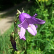 Debar 03 Purple_Flower
