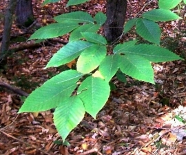 Beech 05 leaves green 1